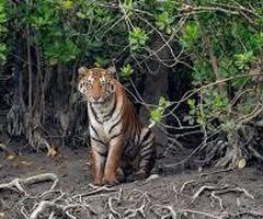 SUNDARBAN PACKAGE TOUR 2024-2025