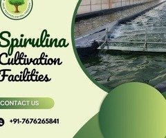 Spirulina Cultivation |  Sustainable Farming for Quality Spirulina