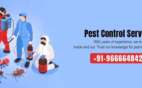 Termite  Pest Control Services in hyderabad