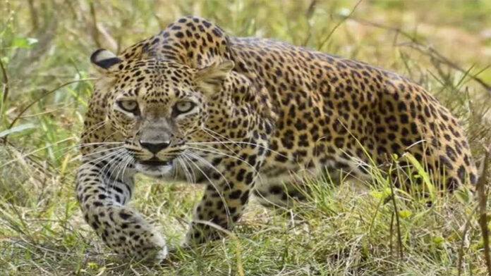 Leopard.jpg
