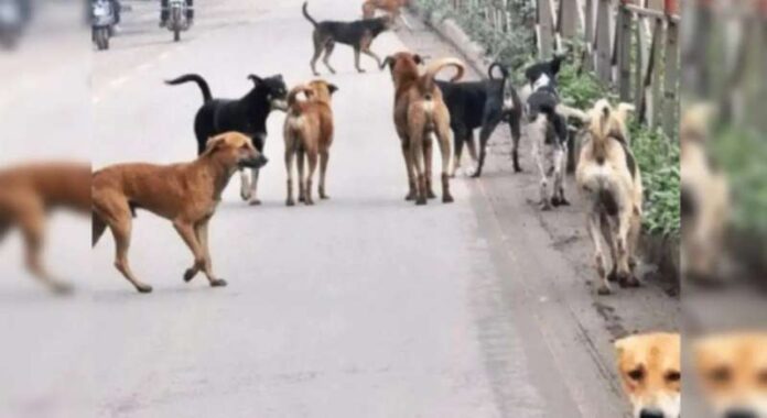 dogs.jpg